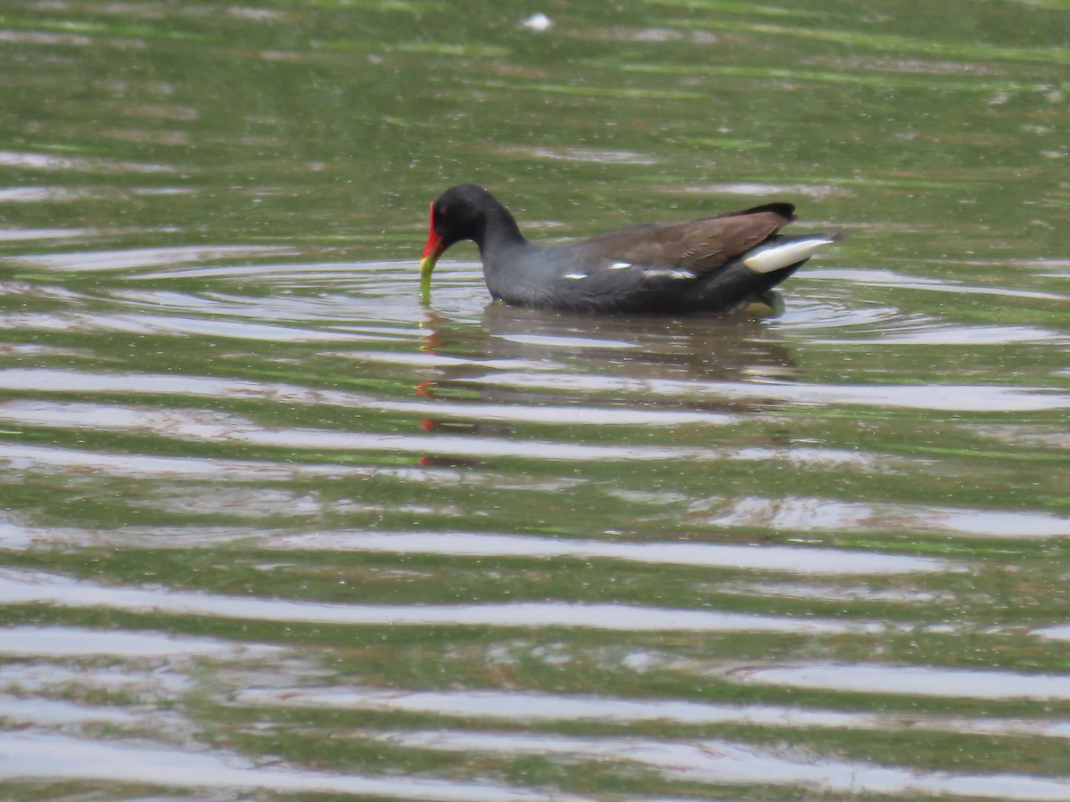 Eurasian Moorhen - ML646343230