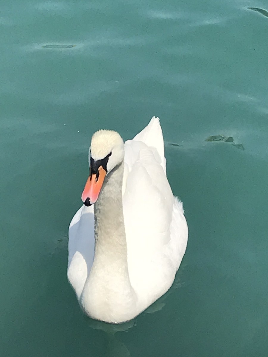 疣鼻天鵝 - ML646343233