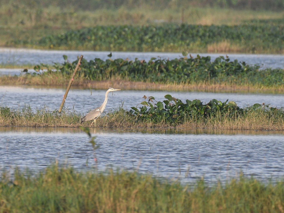 Gray Heron - ML646343236