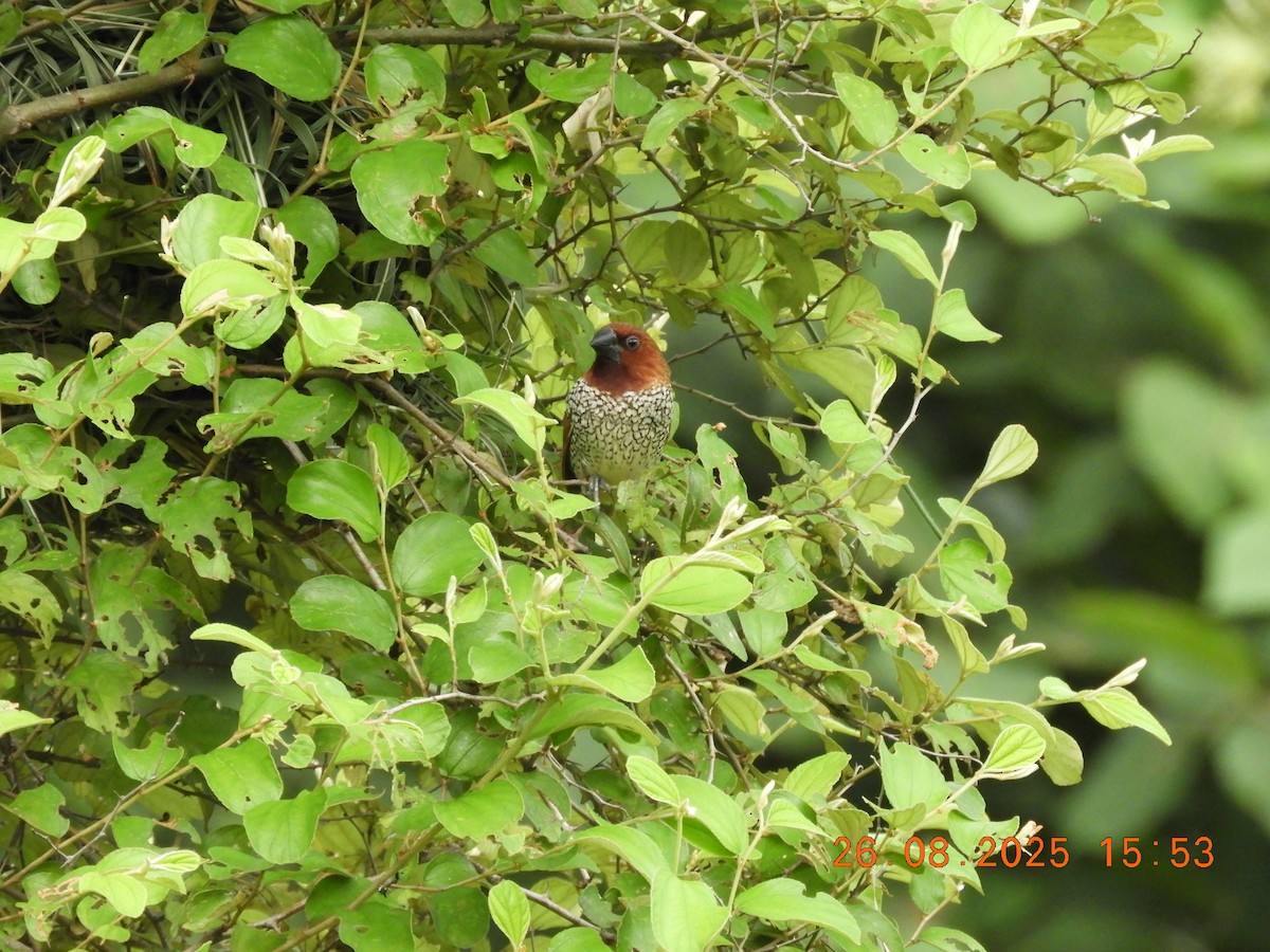 Scaly-breasted Munia - ML646343238