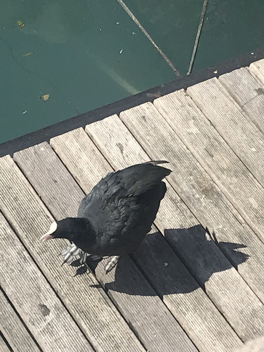 Eurasian Coot - ML646343240