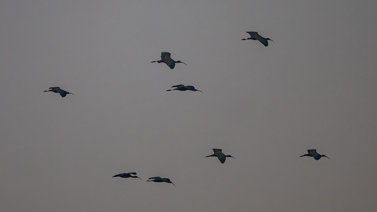 Glossy Ibis - ML646343245
