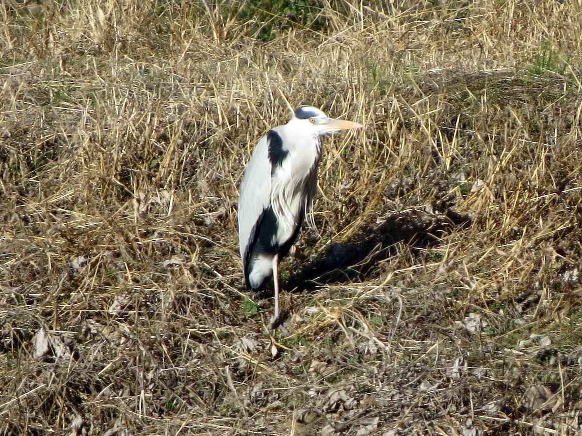 Чапля сіра - ML646343247