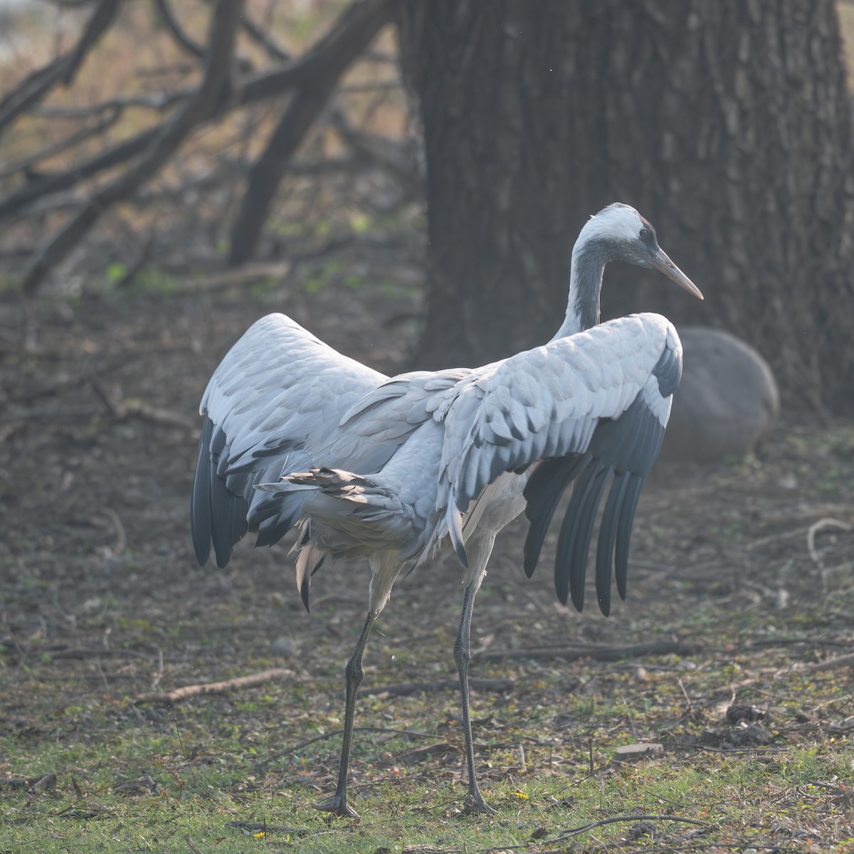 Common Crane - ML646343259
