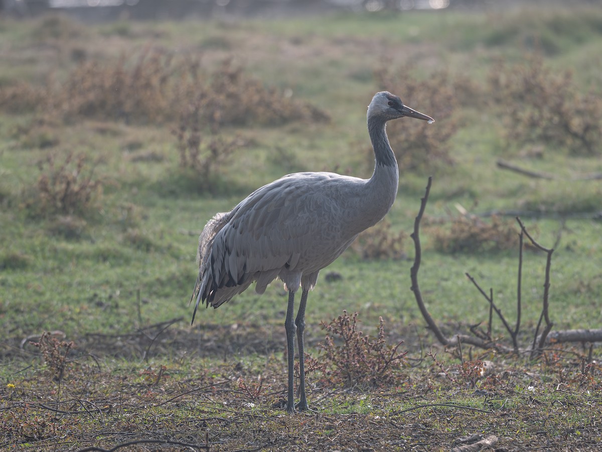 Common Crane - ML646343260