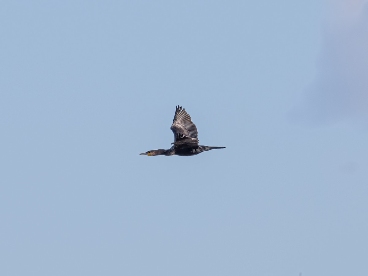 Great Cormorant - ML646343262