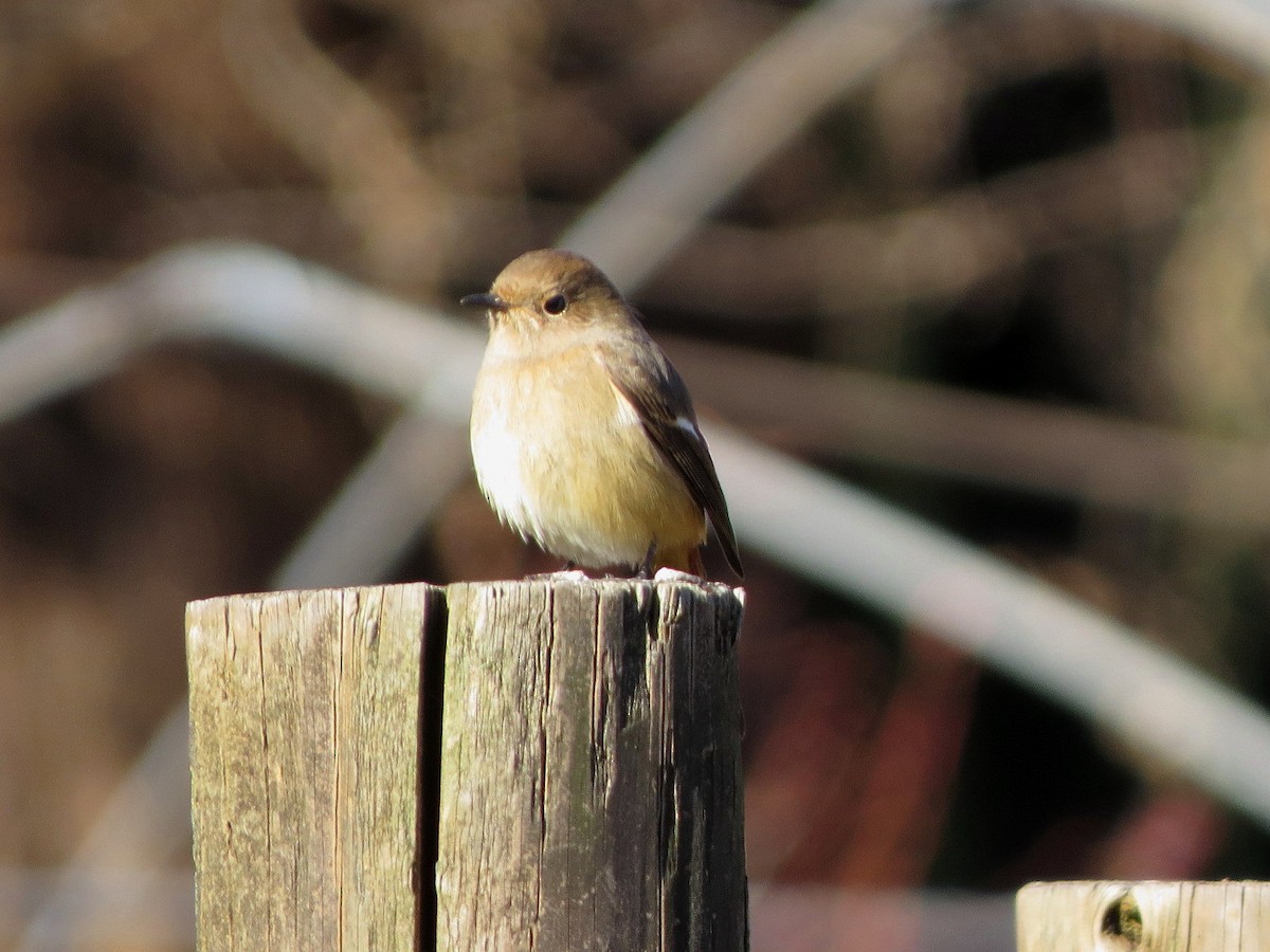 Daurian Redstart - ML646343263