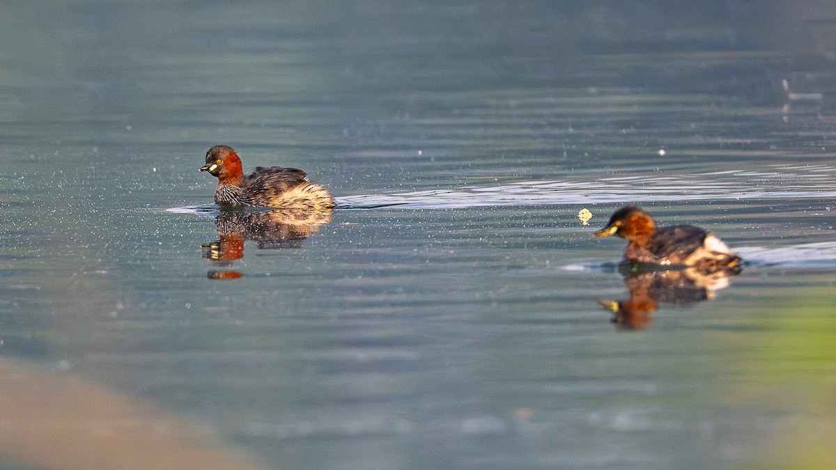 Little Grebe - ML646343264