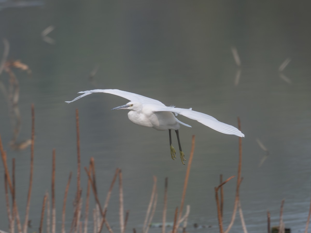 Little Egret - ML646343265
