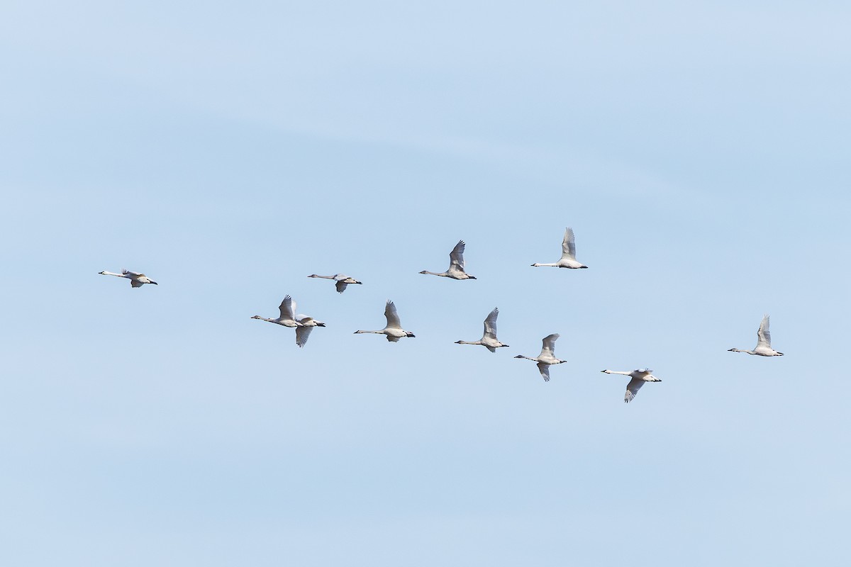 Tundra Swan - ML646343266