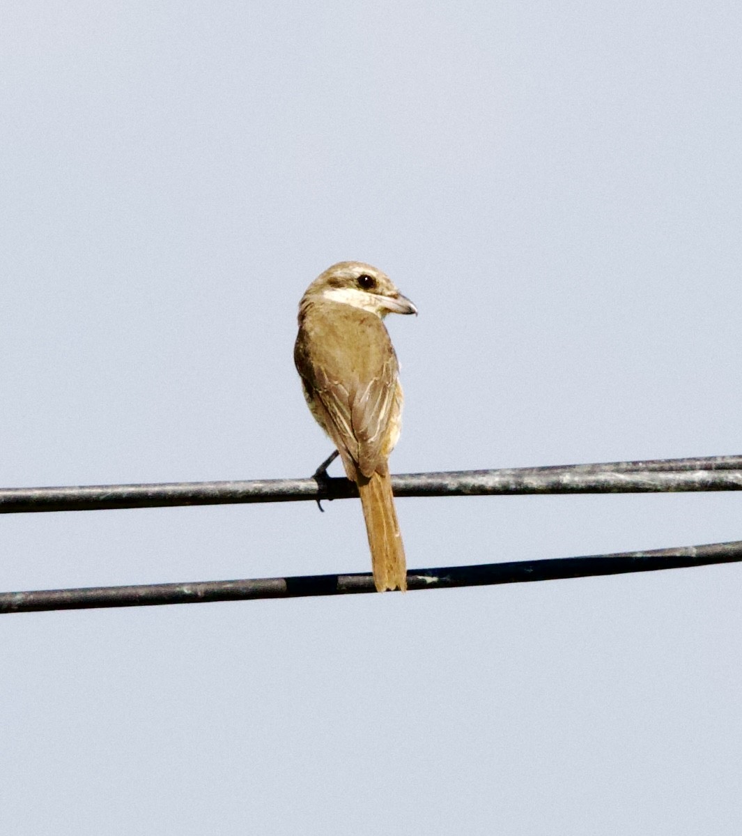Brown Shrike - ML646343267