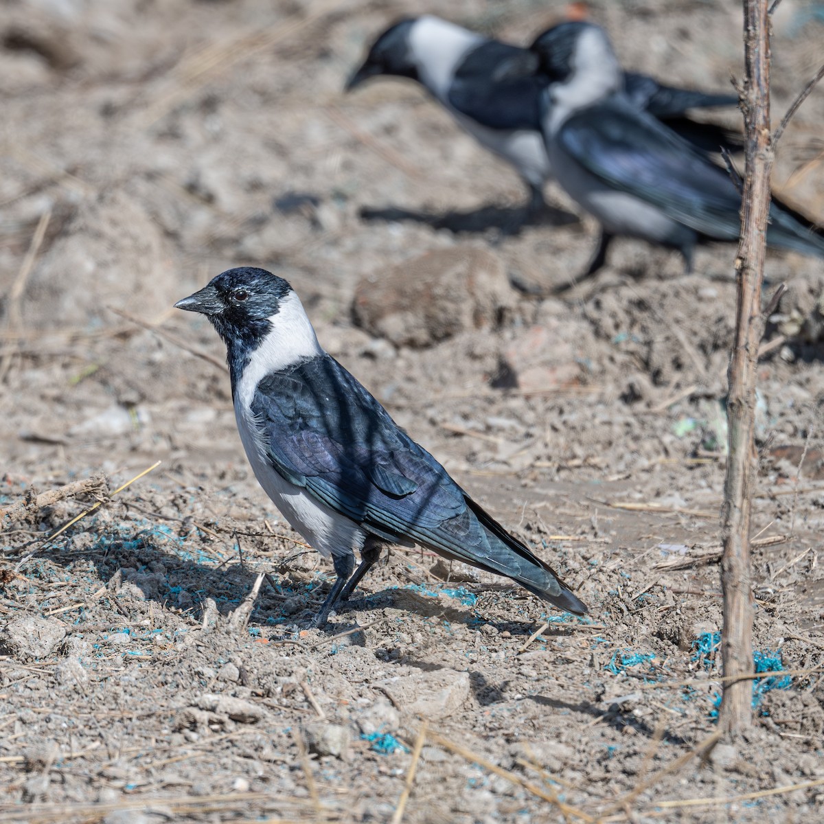 Daurian Jackdaw - ML646343268