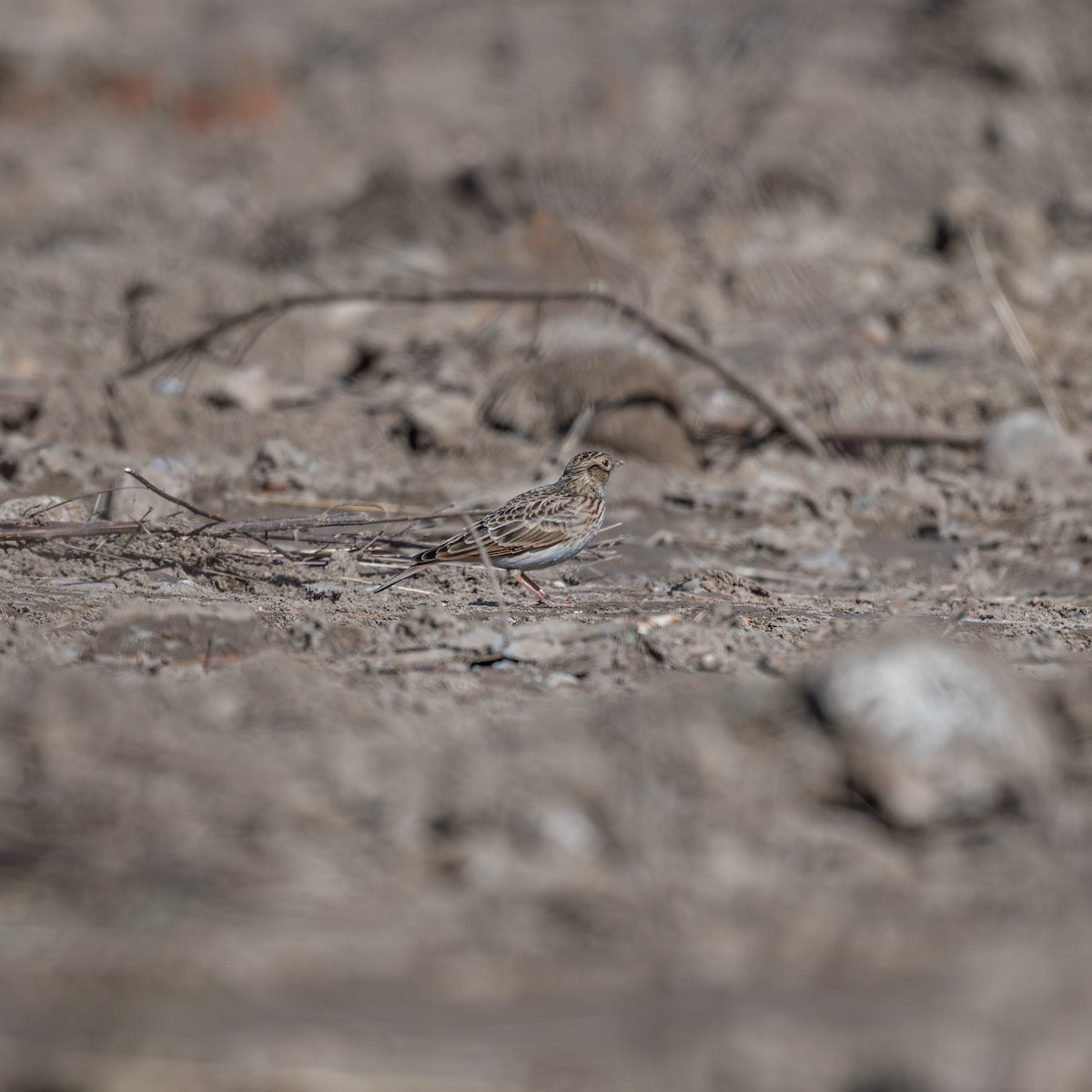 Eurasian Skylark - ML646343269