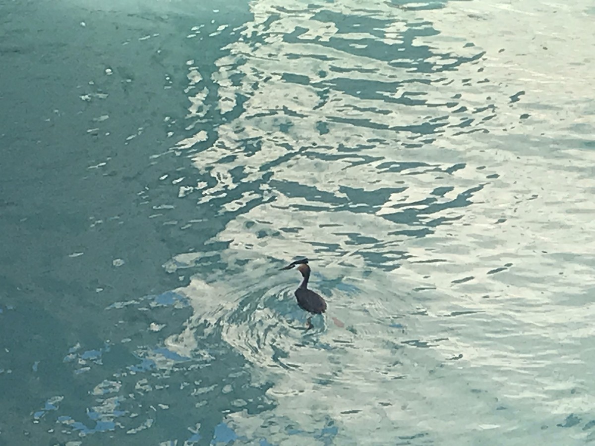 Great Crested Grebe - ML646343271