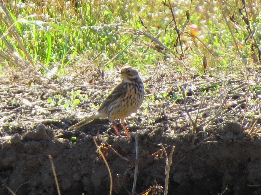 Siberian Pipit - ML646343272