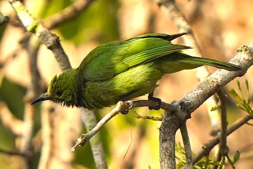 Jerdon's Leafbird - ML646343273