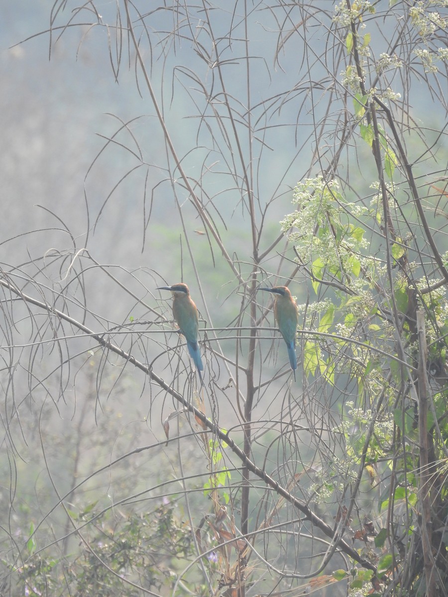 Blue-tailed Bee-eater - ML646343275