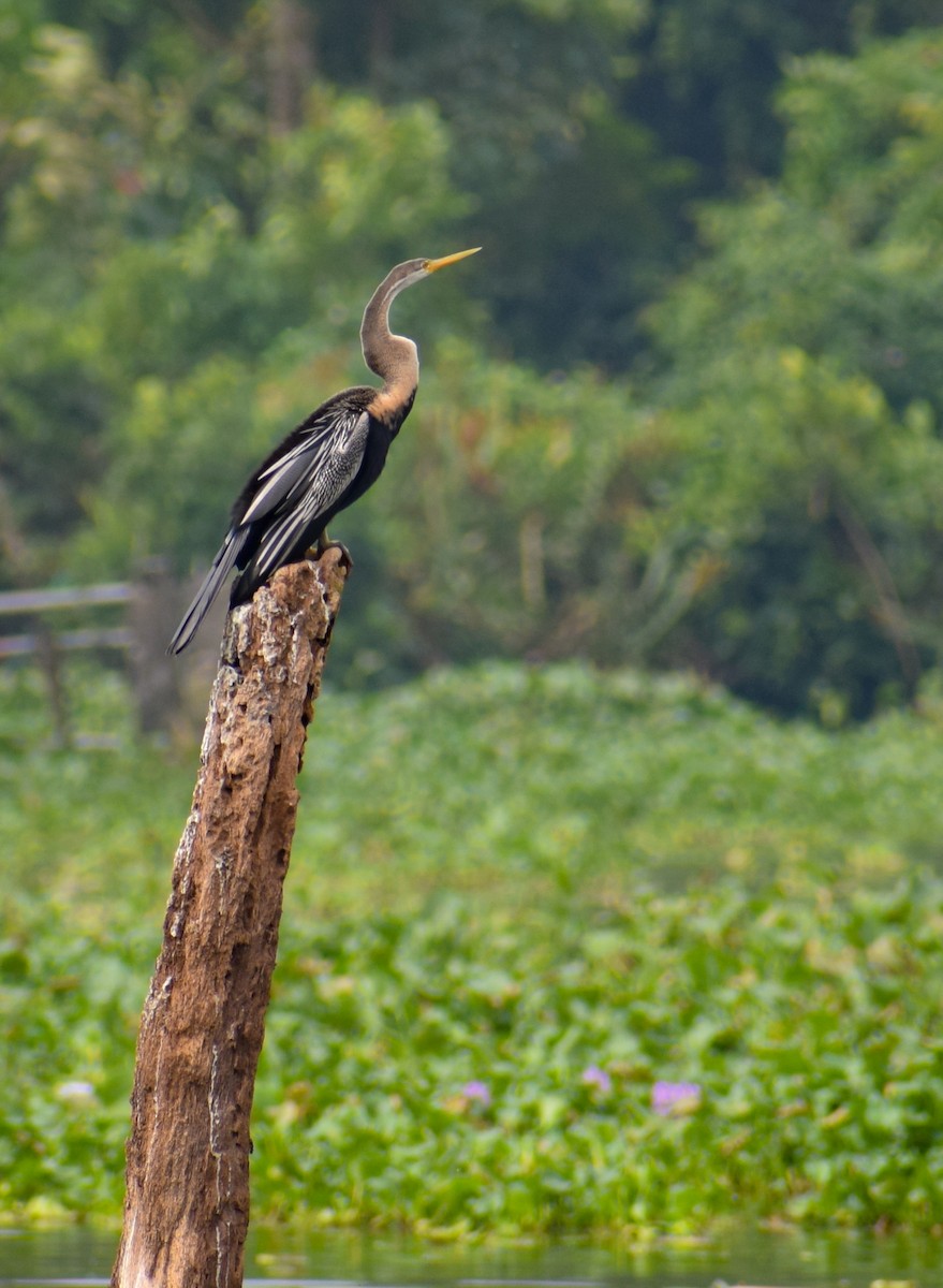 Oriental Darter - ML646343281