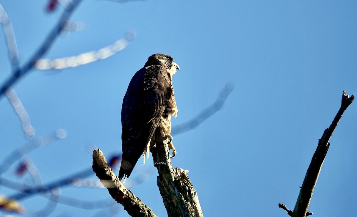Peregrine Falcon - ML646343283