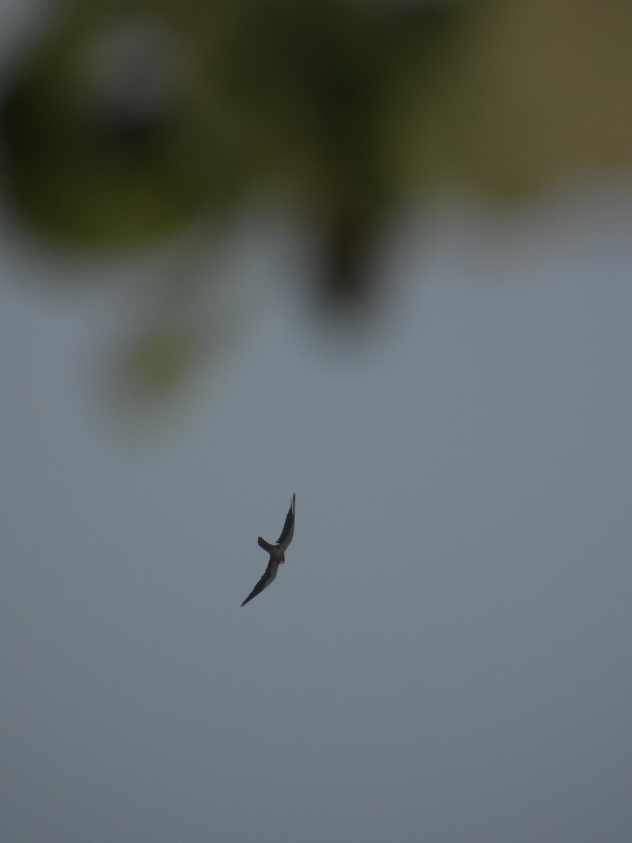 Amur Falcon - ML646343284