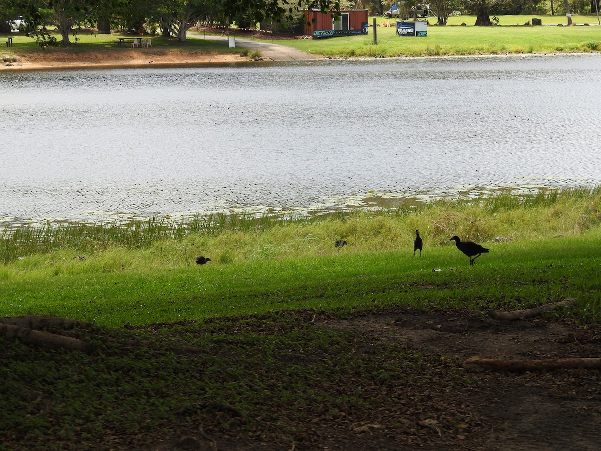 Australasian Swamphen - ML646343285