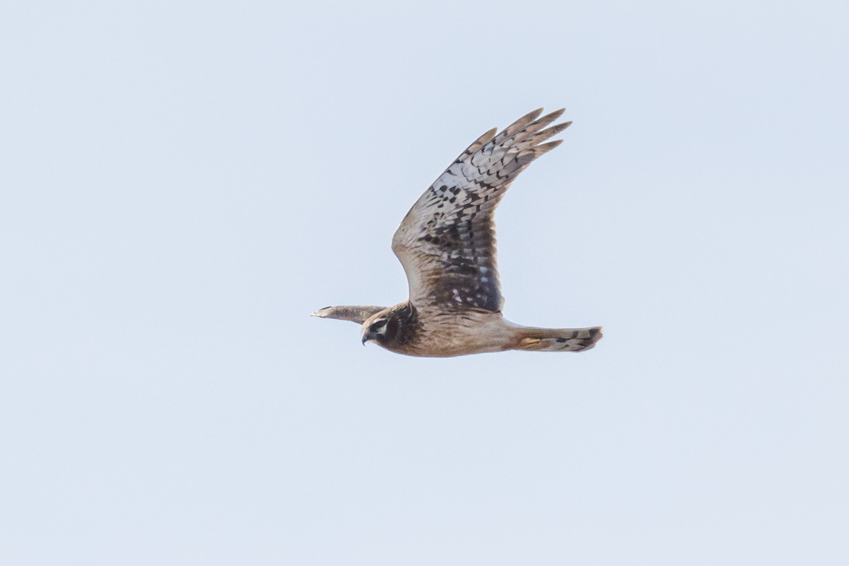 Northern Harrier - ML646343286