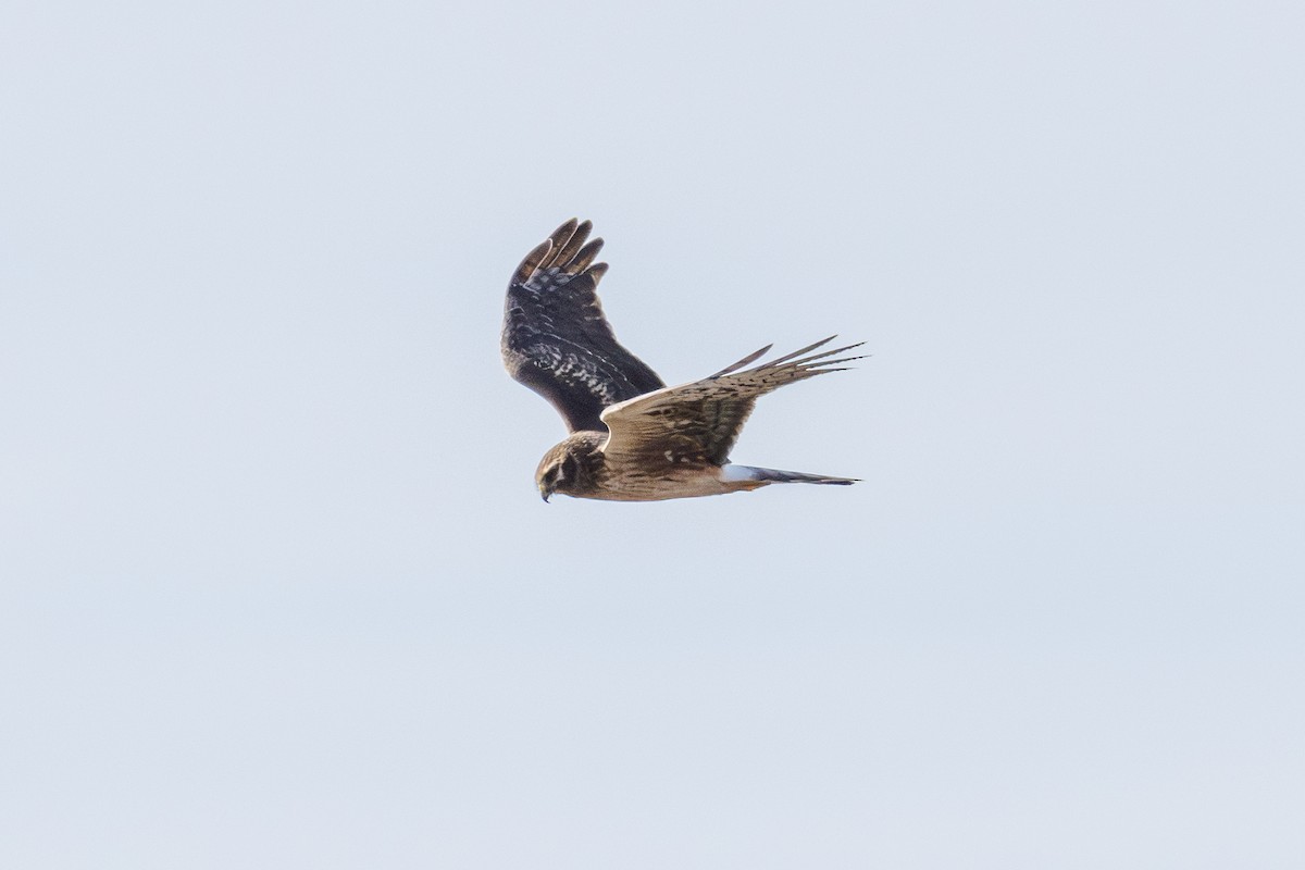 Northern Harrier - ML646343287