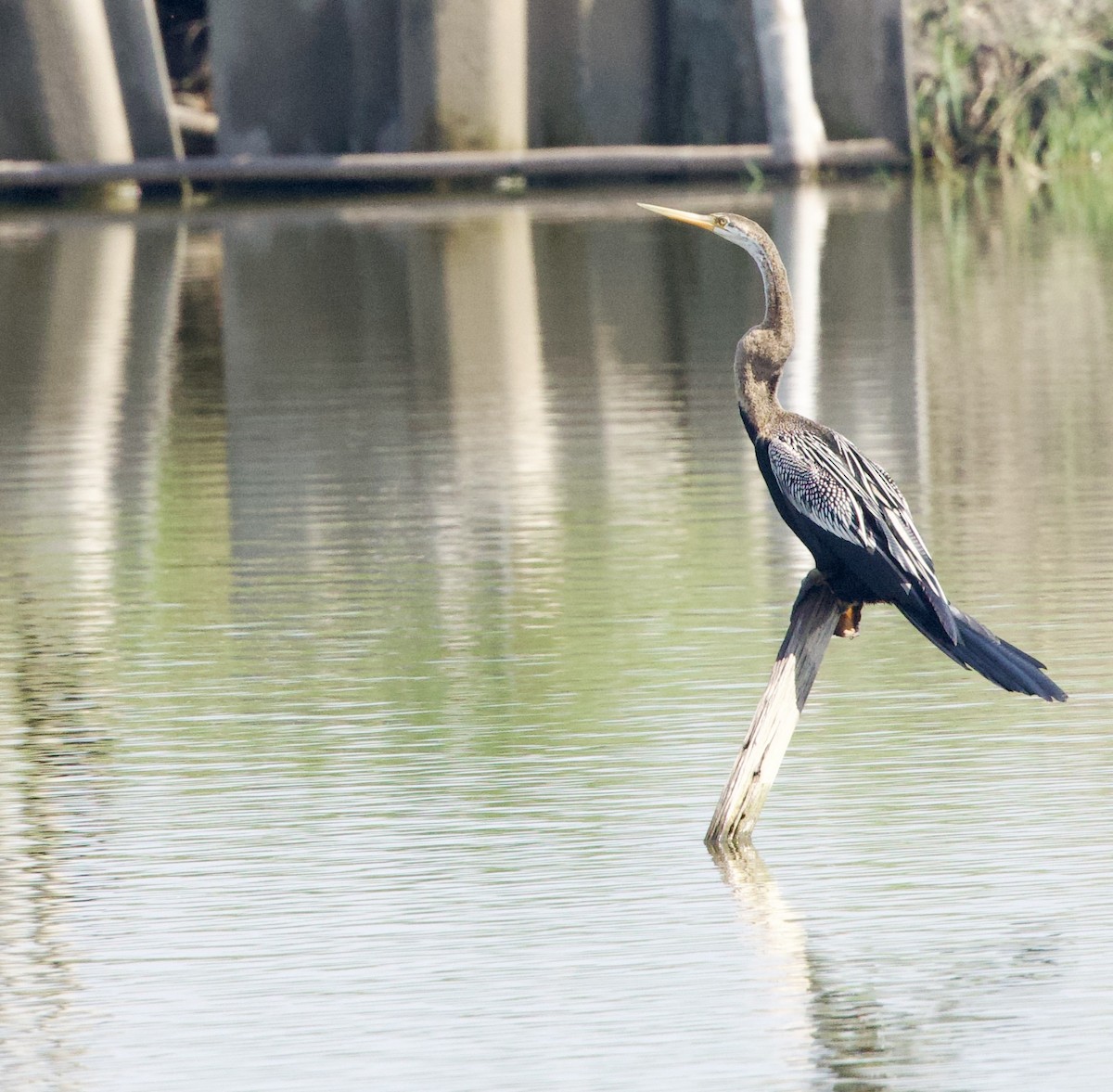 Oriental Darter - ML646343289