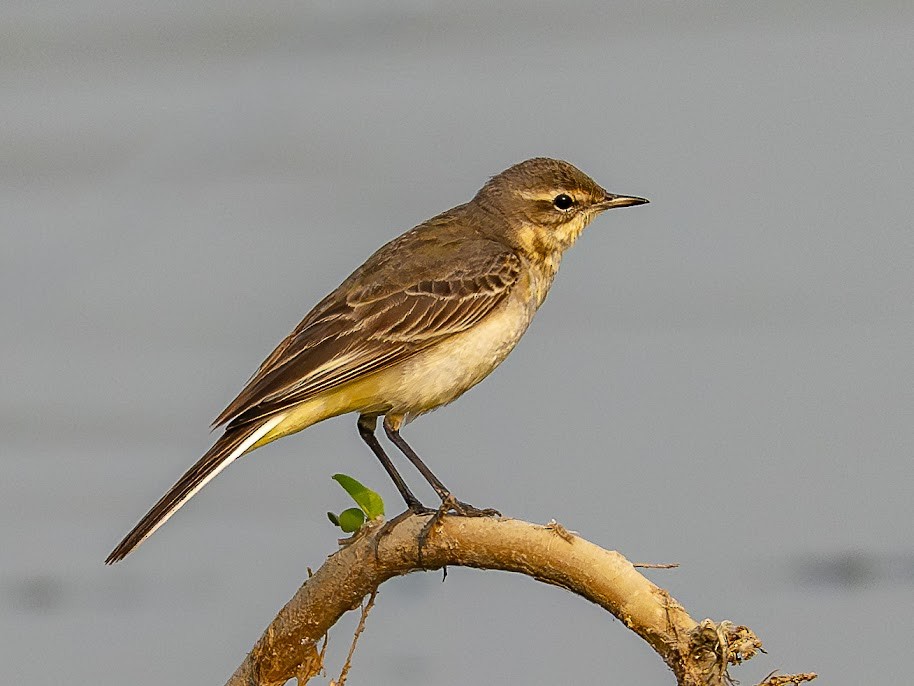 Western Yellow Wagtail - ML646343290