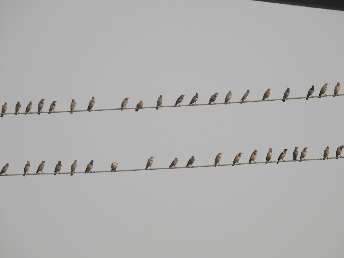 Rosy Starling - ML646343297