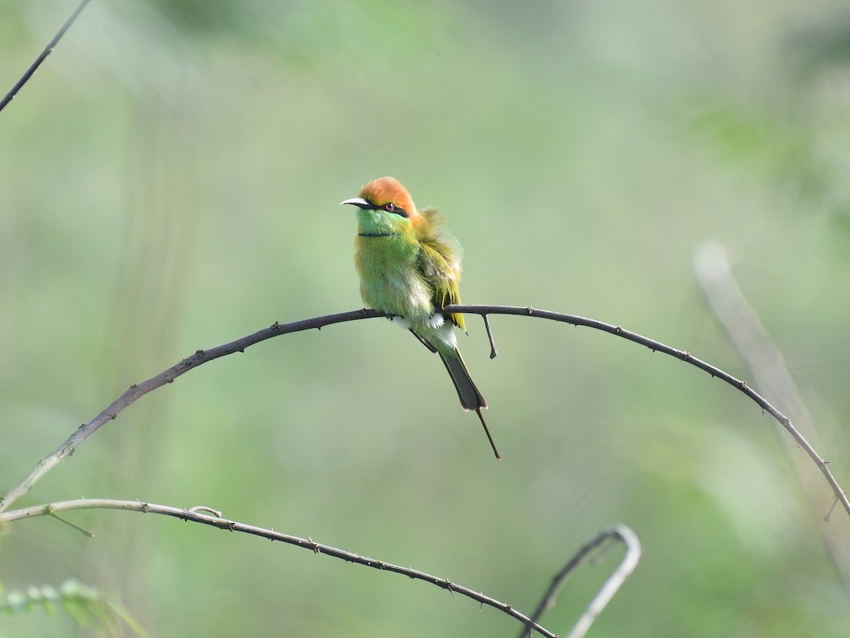Asian Green Bee-eater - ML646343298