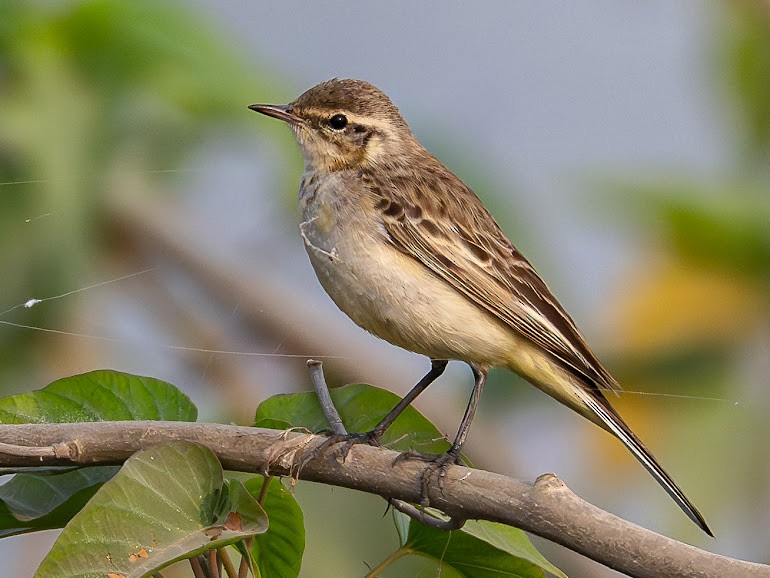 Western Yellow Wagtail - ML646343307