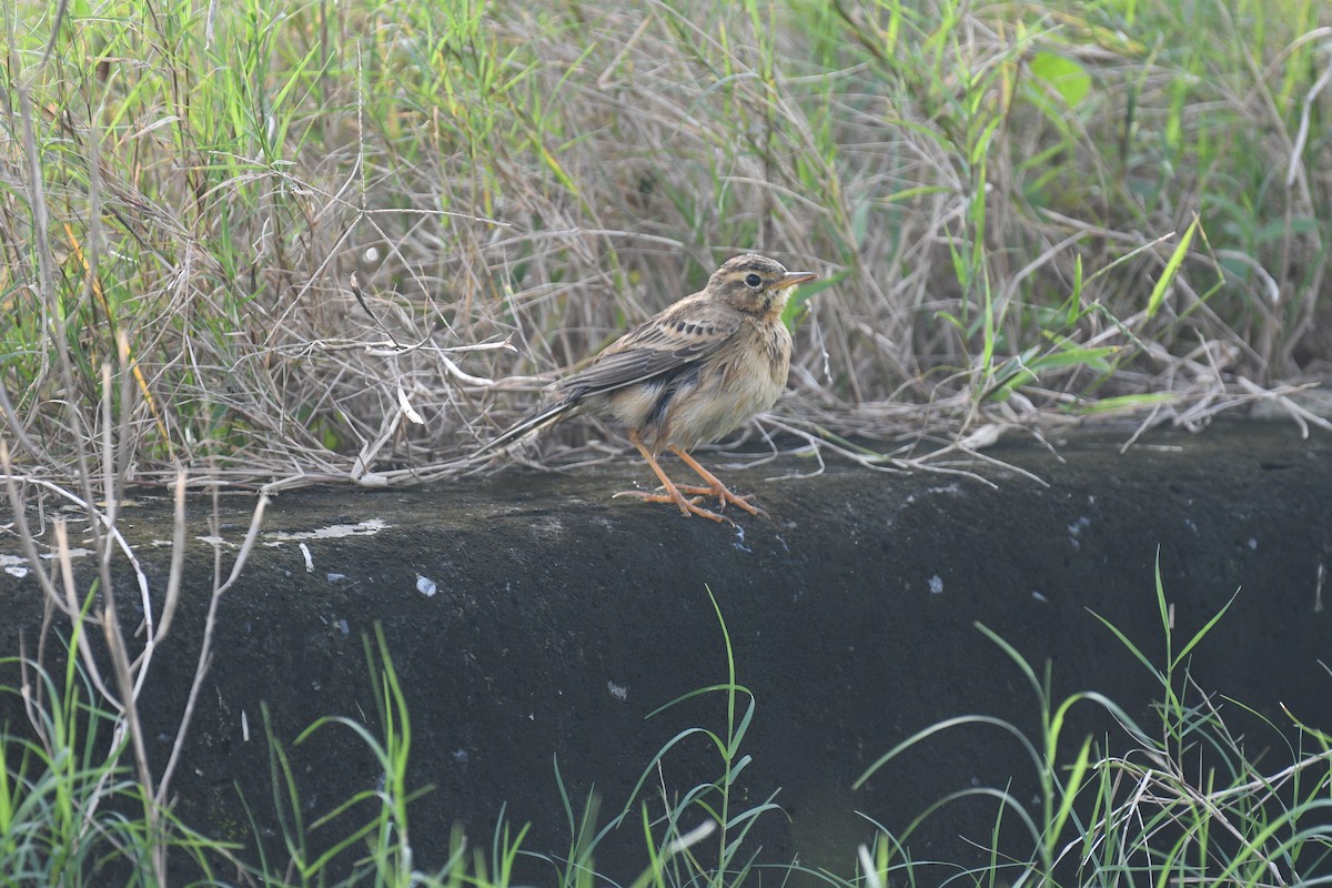 Paddyfield Pipit - ML646343309