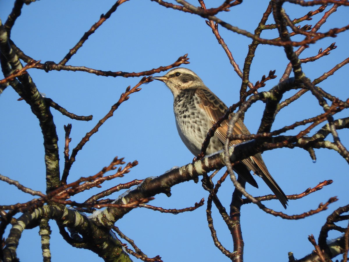 Дрізд темний - ML646343313