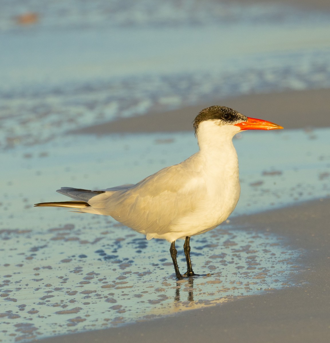 Caspian Tern - ML646343315