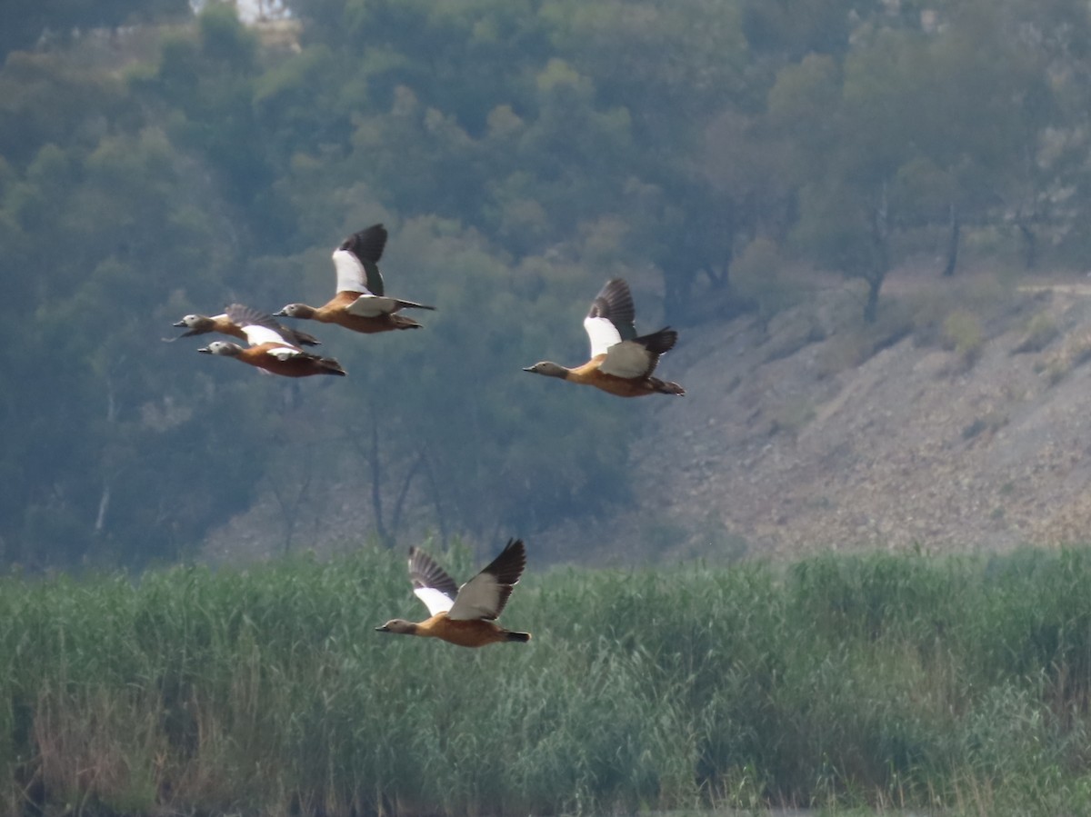South African Shelduck - ML646343322