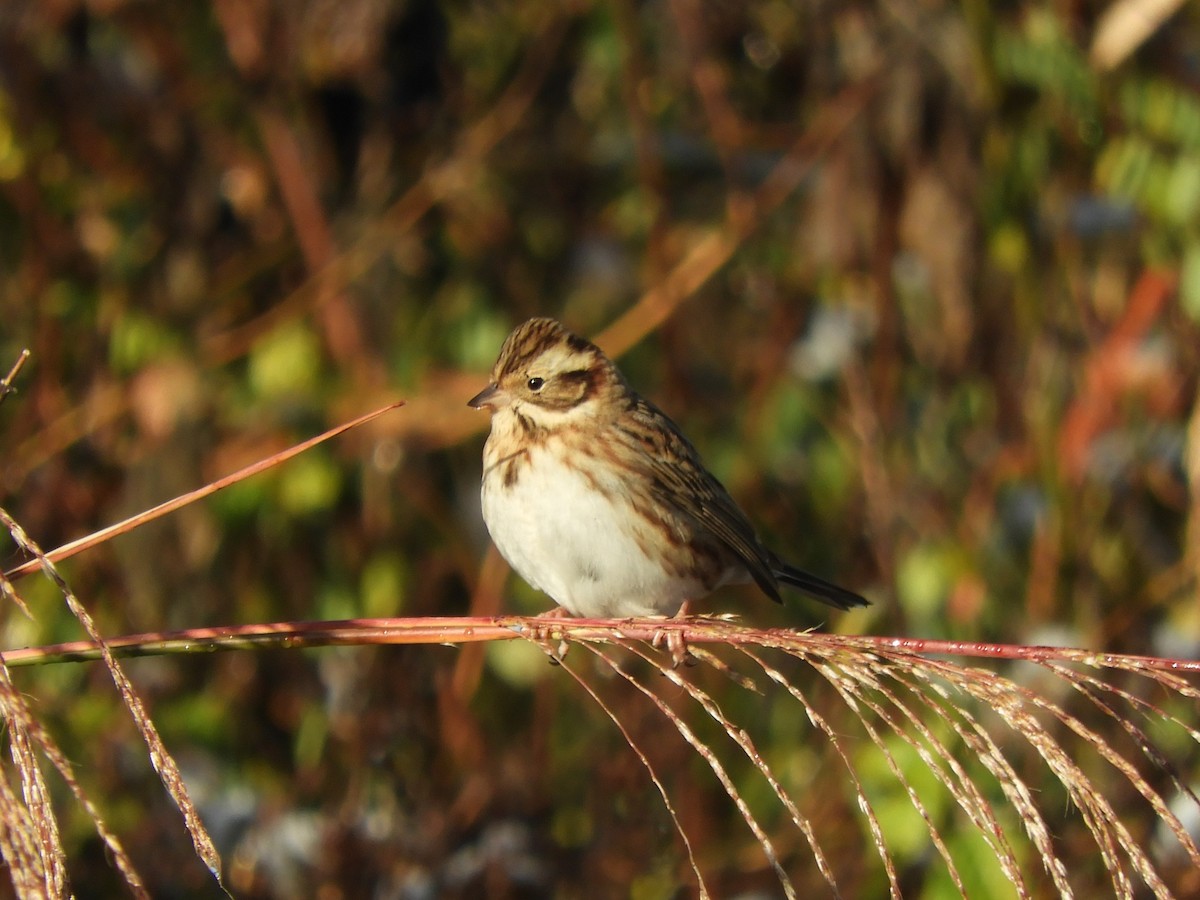 Вівсянка-ремез - ML646343323