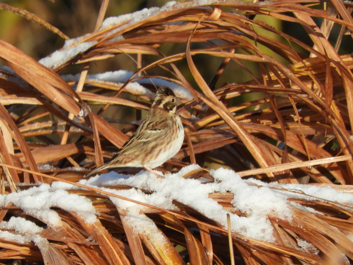 Вівсянка-ремез - ML646343328