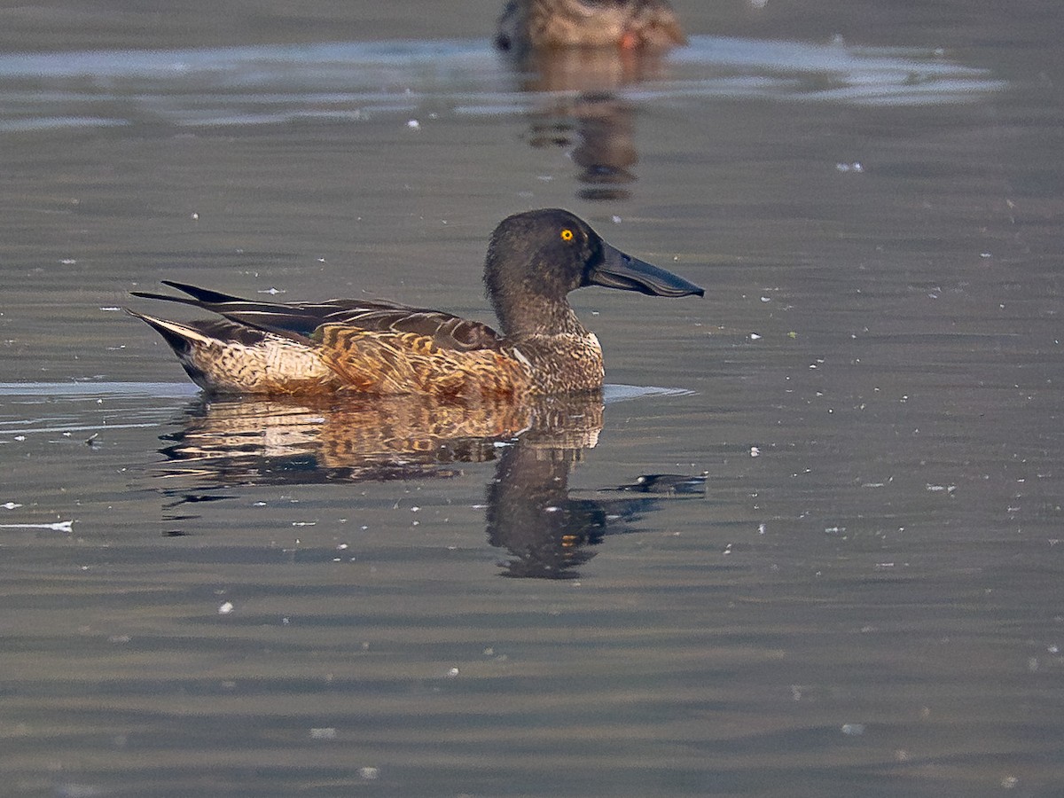 Cuchara Común - ML646343329