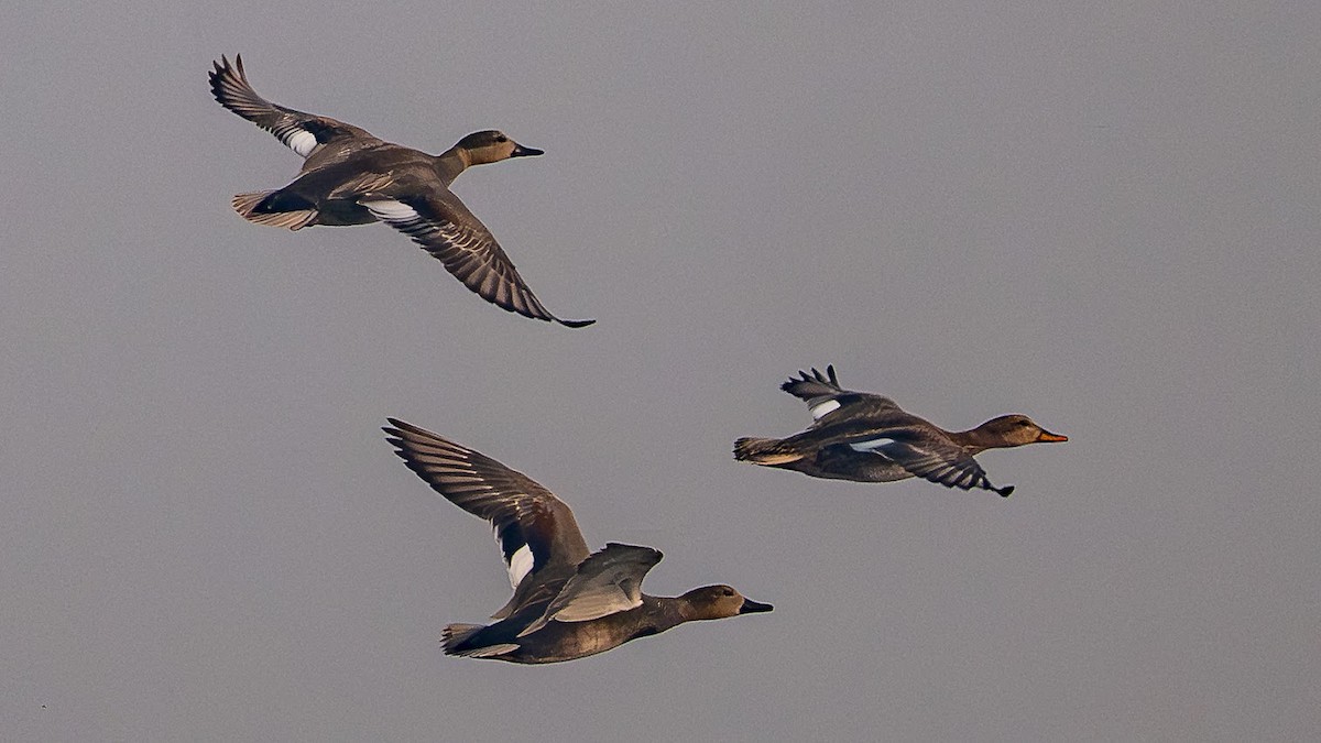 Gadwall - ML646343330