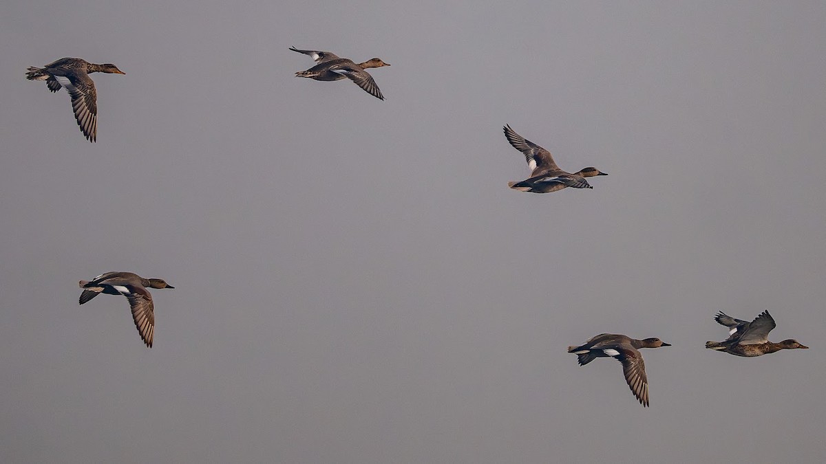 Gadwall - ML646343333