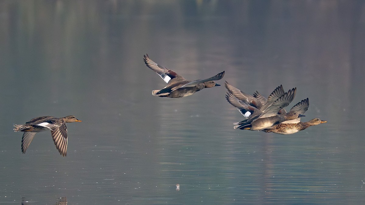 Gadwall - ML646343335