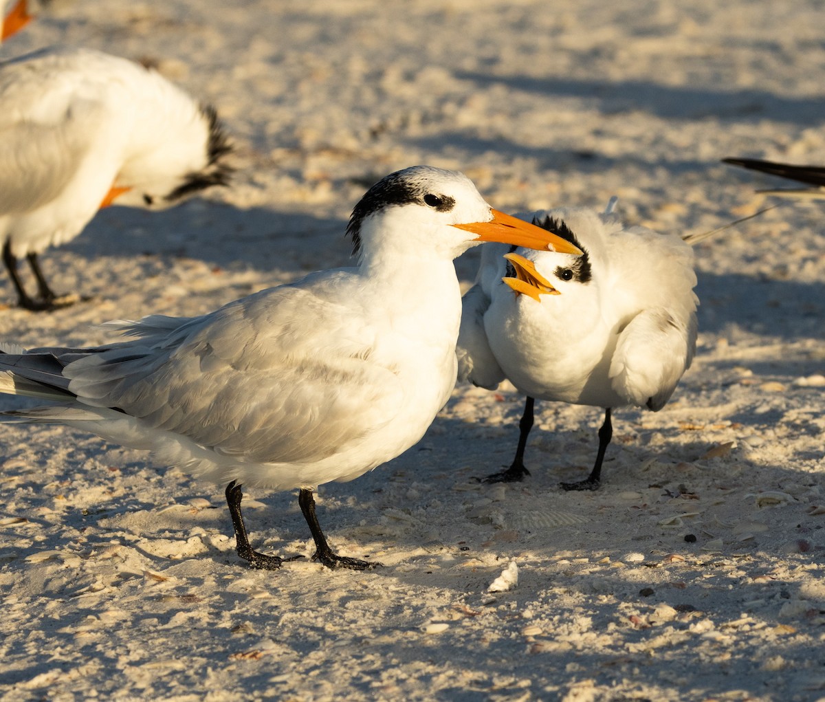 Royal Tern - ML646343336