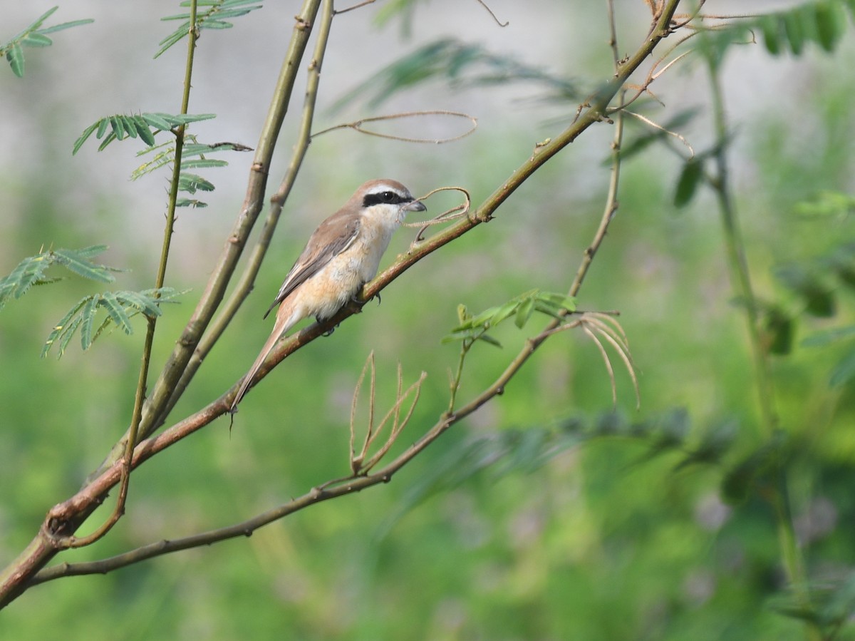 Brown Shrike - ML646343339