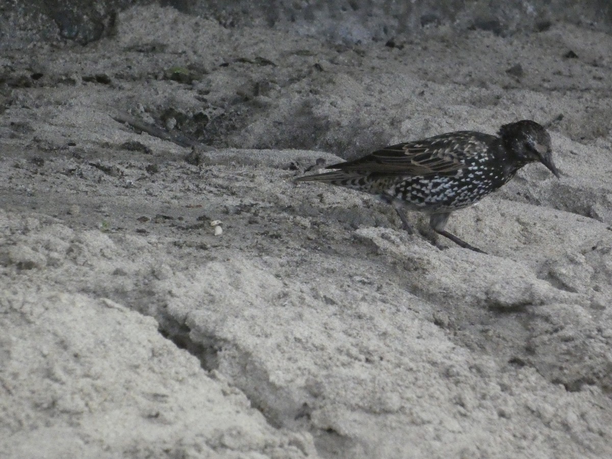 European Starling - ML646343361