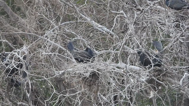 Баклан великий - ML646343363