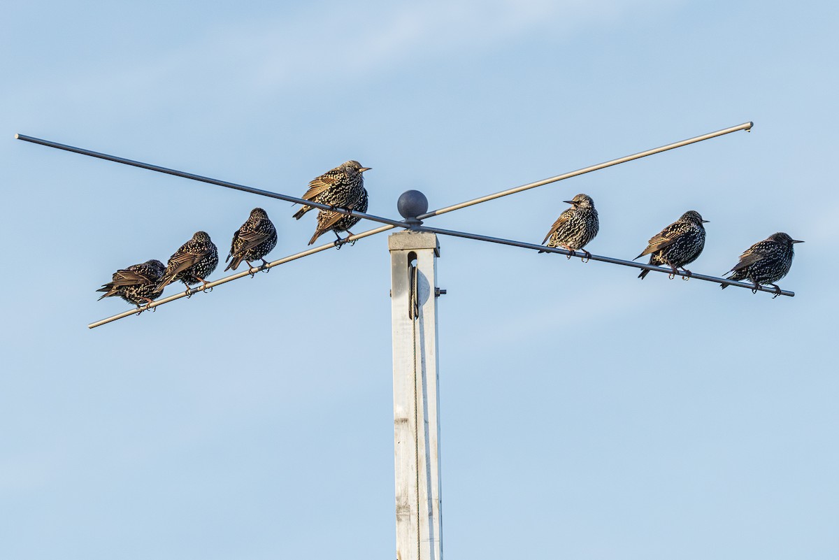 European Starling - ML646343374