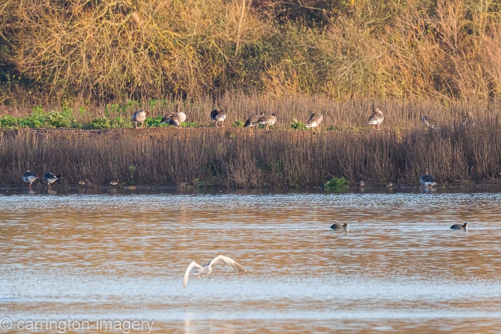 Oie cendrée - ML646343379