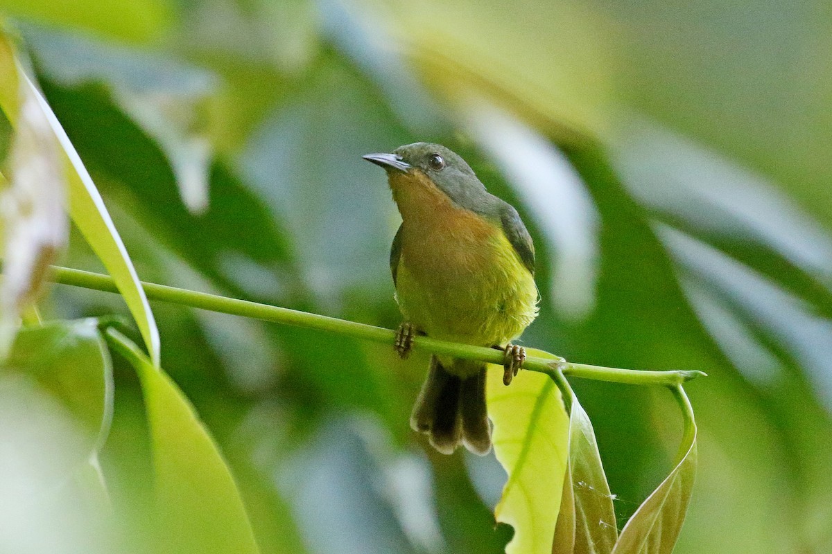 Карминнощёкая нектарница - ML646343380