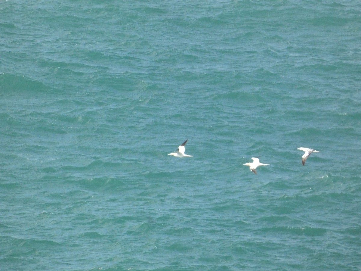 סולה מצויה - ML646343381